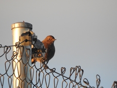 Phoenicurus ochruros