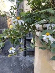 Bidens alba