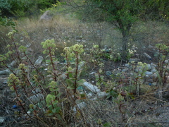 Hylotelephium maximum maximum