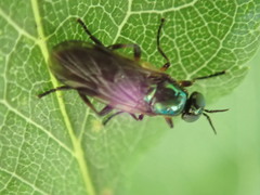 Actina chalybea