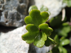 Azorella pallida