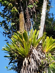Vriesea macrostachya