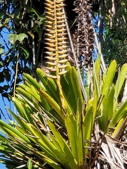 Vriesea macrostachya