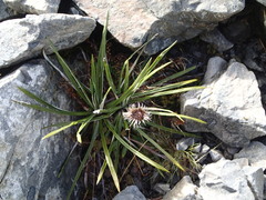 Celmisia ×pseudolyallii