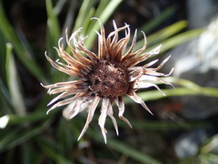 Celmisia ×pseudolyallii