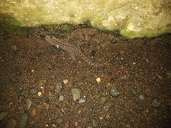 Hemidactylus frenatus