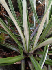 Celmisia ×pseudolyallii