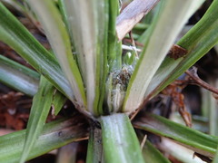 Celmisia ×pseudolyallii