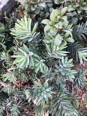 Melaleuca