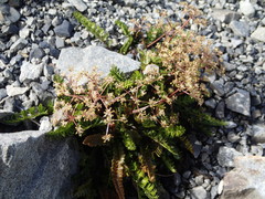 Anisotome flexuosa