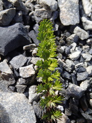Anisotome flexuosa