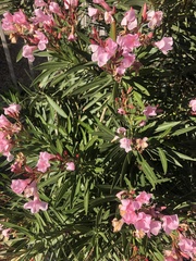 Nerium oleander