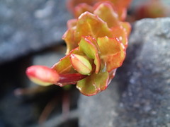Epilobium tasmanicum
