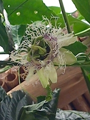 Passiflora edulis edulis