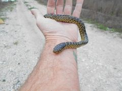 Lampropeltis splendida