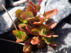 Epilobium tasmanicum