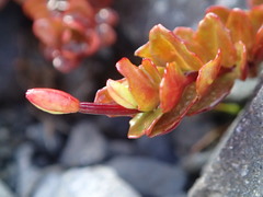 Epilobium tasmanicum