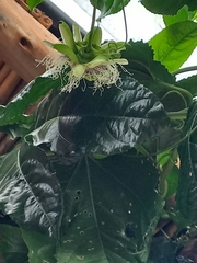 Passiflora edulis edulis