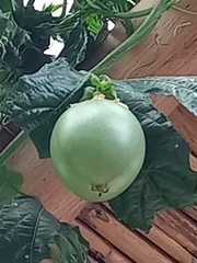 Passiflora edulis edulis