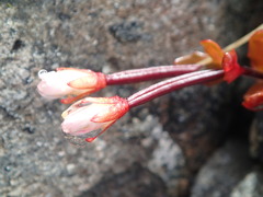Epilobium tasmanicum