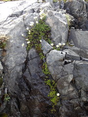 Celmisia bellidioides