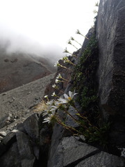 Celmisia bellidioides