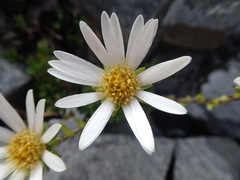 Celmisia bellidioides