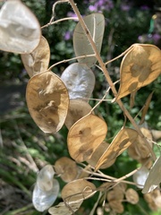 Lunaria annua