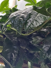 Passiflora edulis edulis