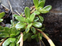 Celmisia bellidioides