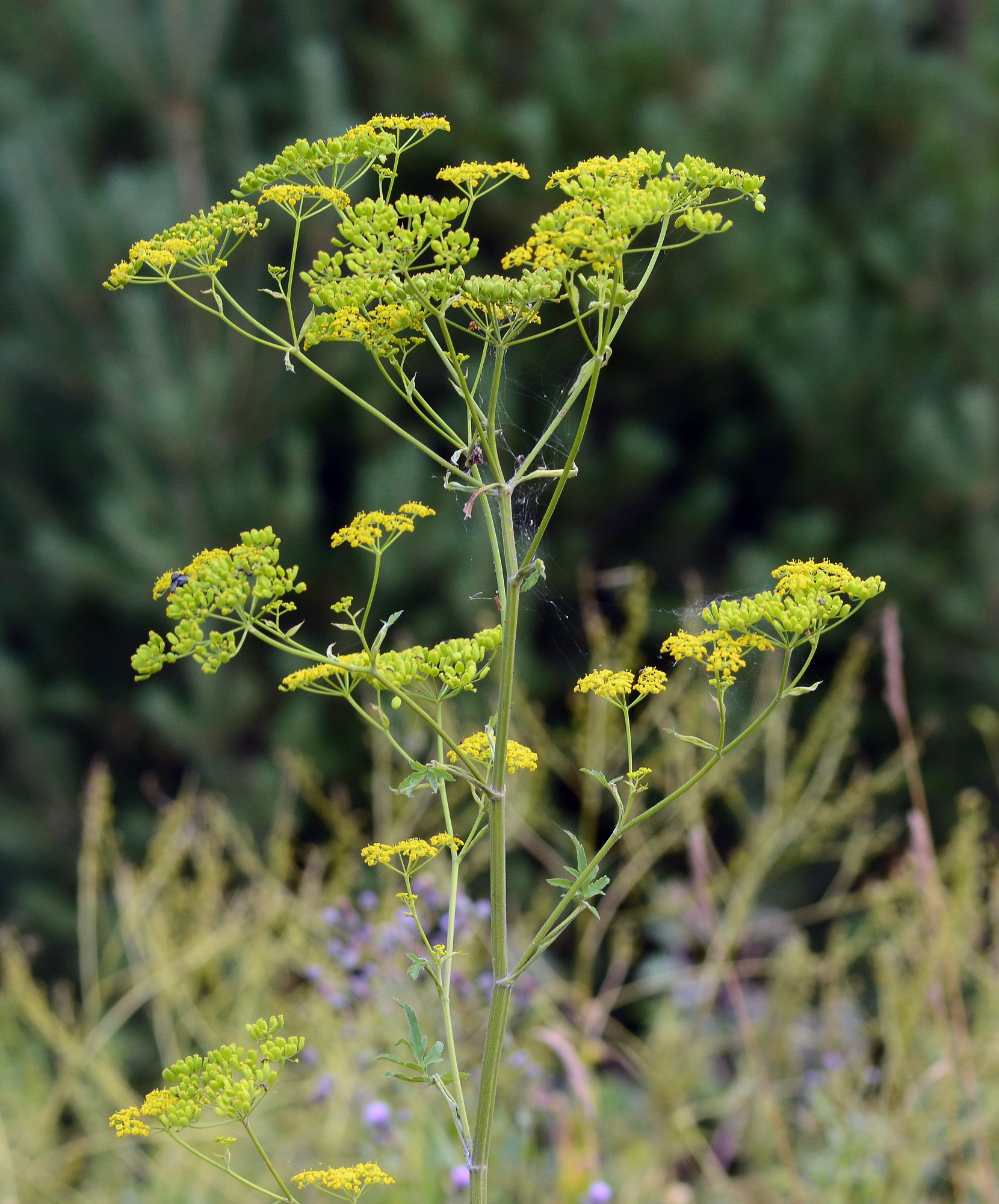 Paprastasis pastarnokas
