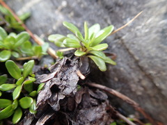 Celmisia bellidioides