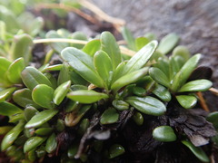 Celmisia bellidioides