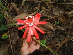 Passiflora tholozanii