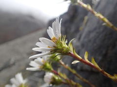 Celmisia bellidioides