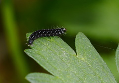 Aphelia