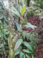 Piper daniel-gonzalezii