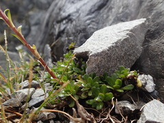 Celmisia bellidioides