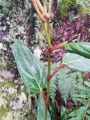 Piper daniel-gonzalezii