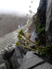 Celmisia bellidioides