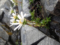 Celmisia bellidioides