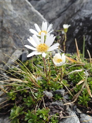 Celmisia bellidioides