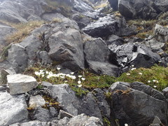 Celmisia bellidioides