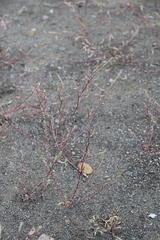 Corispermum declinatum