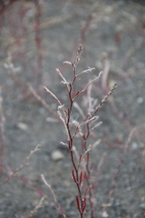 Corispermum declinatum