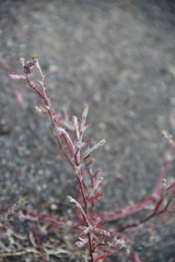 Corispermum declinatum