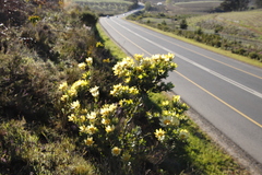 Leucadendron globosum