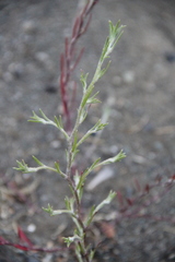Corispermum declinatum