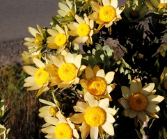 Leucadendron globosum