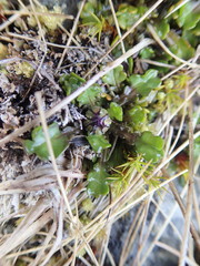 Brachyscome sinclairii